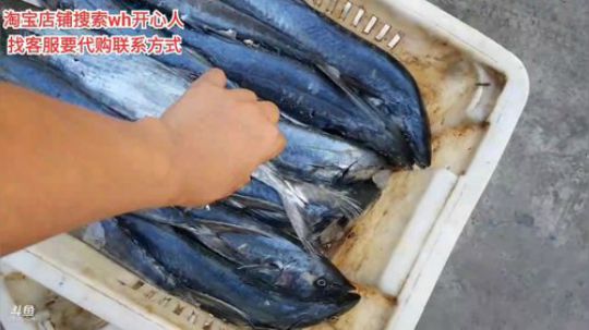 西北老狼哥哥发布了一个斗鱼视频2019-09-07