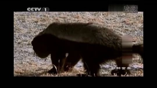 郊区王者平头哥---就是这么蛮横 说了留平头的不要惹！8