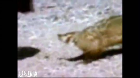 郊区王者平头哥---就是这么蛮横 说了留平头的不要惹！9