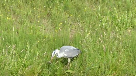 【真吃播】]狠鸟蓝鹭稳准狠活捉青蛙，在水里涮涮活吃了.