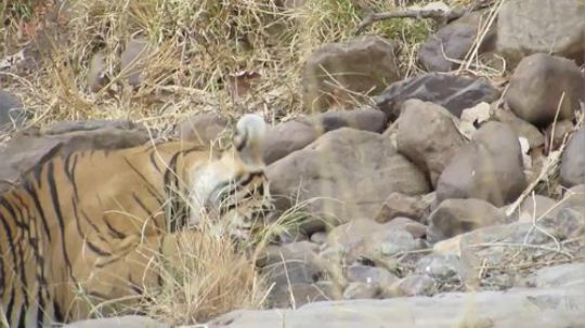 【真吃播】 伦滕波尔保护区一只老虎在吃王八