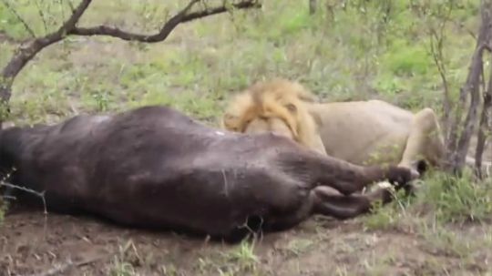 【真吃播】雄狮在秃鹫的陪伴下享用水牛