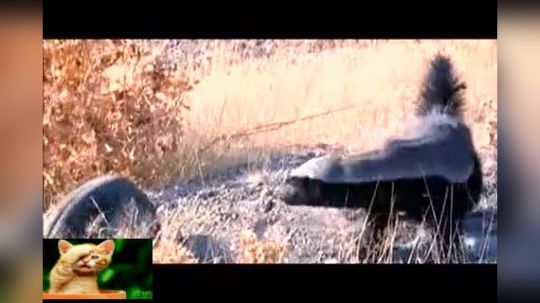 郊区王者平头哥---就是这么蛮横 说了留平头的不要惹！4