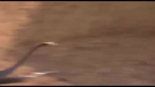 平头哥大战眼镜王蛇，顶级猎食者的行为艺术-黄鼠狼大战眼镜王蛇