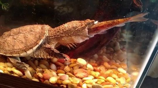 【真吃播】：乌龟活吃吸盘鱼