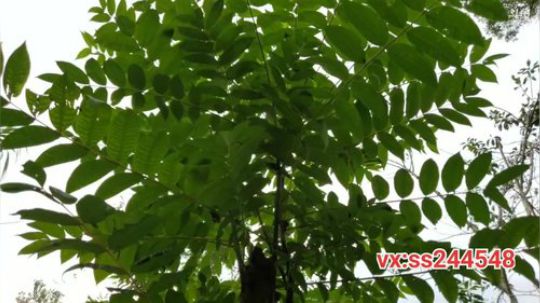 叶太子达州宣汉到万州途搭 2019-09-09 16点场