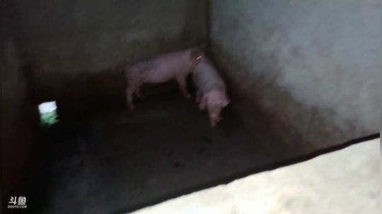 我说余生发布了一个斗鱼视频2019-09-10