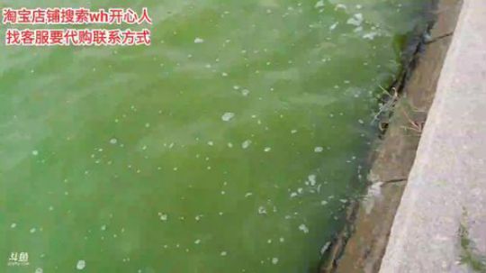 西北老狼哥哥发布了一个斗鱼视频2019-09-10