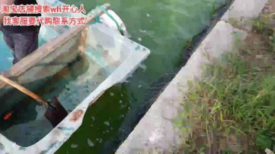 西北老狼哥哥发布了一个斗鱼视频2019-09-10