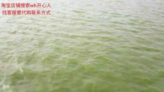 西北老狼哥哥发布了一个斗鱼视频2019-09-10