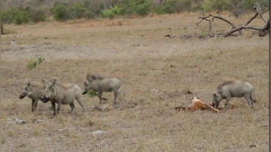 【真吃播】一群疣猪猎杀一只羚羊 分而食之！
