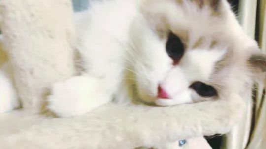 梦梦盛世美颜 555555