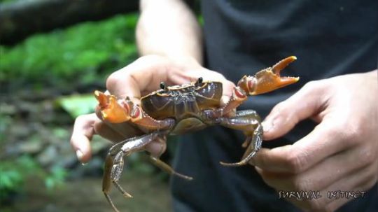 【丛林生存】8. 山地螃蟹