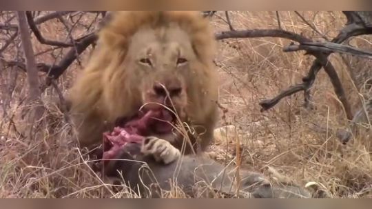 【真吃播】：狮子嚼碎疣猪后腿连骨头带肉咯嘣脆