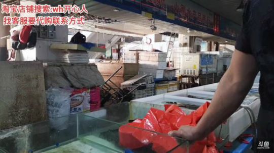 龙马精神丶老狼哥发布了一个斗鱼视频2019-09-14