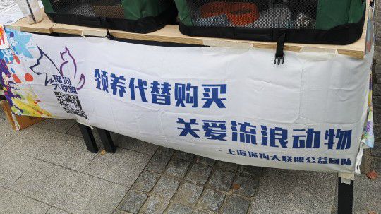 大联盟× WET PAINT猫咪领养专场2