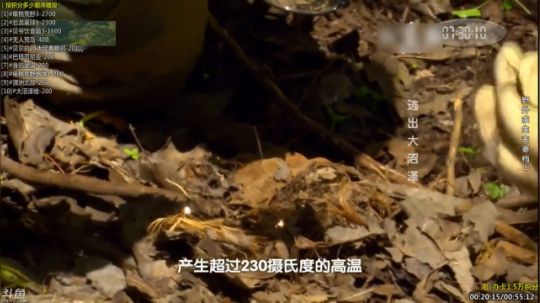 户外遛狗王飞哥发布了一个斗鱼视频2019-09-14