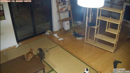 日常喵
