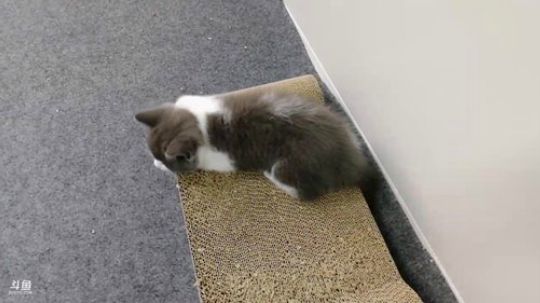 探访中国首只克隆猫大蒜 2019-09-11 16点场