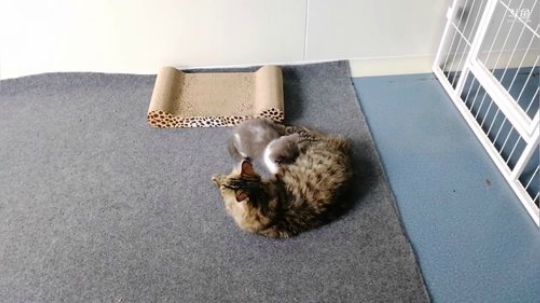 探访中国首只克隆猫大蒜 2019-09-11 14点场