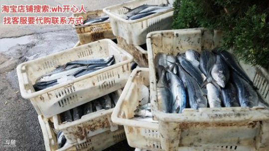 西北老狼哥哥发布了一个斗鱼视频2019-09-16