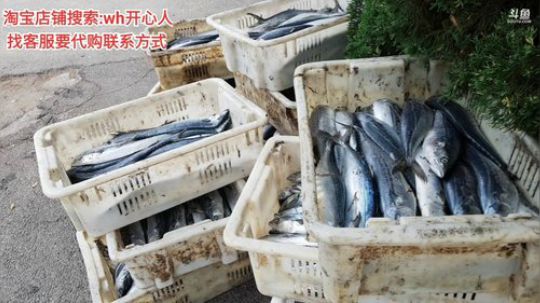 西北老狼哥哥发布了一个斗鱼视频2019-09-16