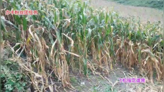 搬包谷大锅饭(≧ω≦)/ 2019-09-11 17点场