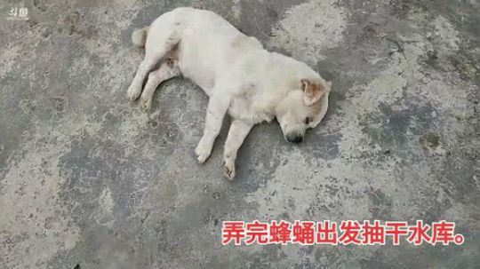 我说余生发布了一个斗鱼视频2019-09-17