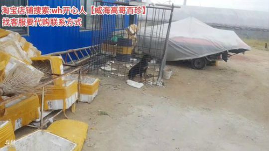 龙马精神丶老狼哥发布了一个斗鱼视频2019-09-19