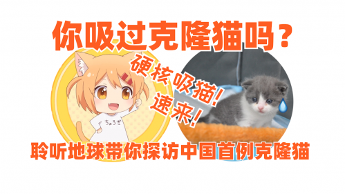硬核吸猫，聆听地球带你探访克隆猫大蒜