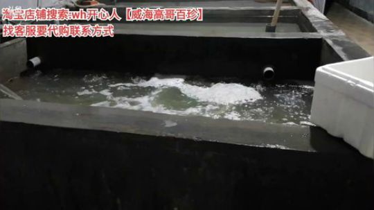 龙马精神丶老狼哥发布了一个斗鱼视频2019-09-20