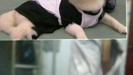 有一个啥丢室友的搞笑事情！