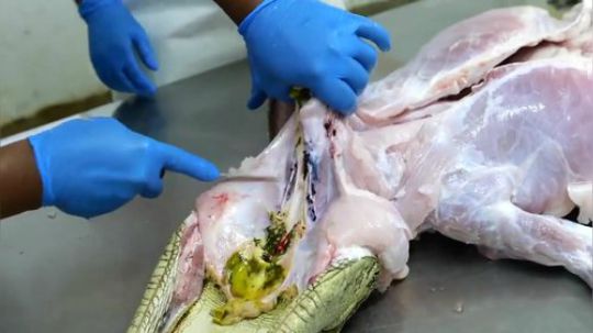 泰国美食-鳄鱼肉串