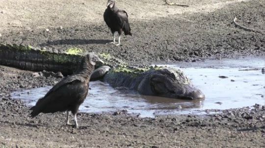【真吃播】鳄鱼的大餐