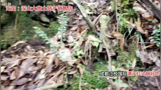 剑指华峰冲冲冲冲冲冲冲 2019-09-26 11点场