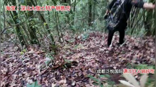 剑指华峰冲冲冲冲冲冲冲 2019-09-26 16点场