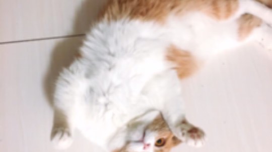 喵喵喵～
