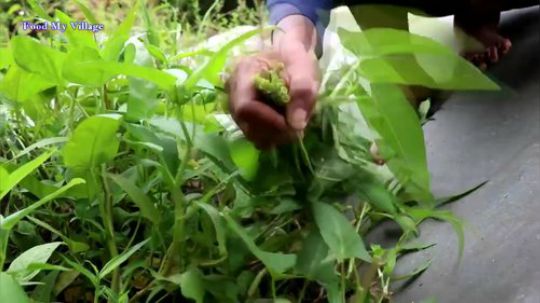 - 我的村庄系列 - 生水菠菜食谱吃美味的
