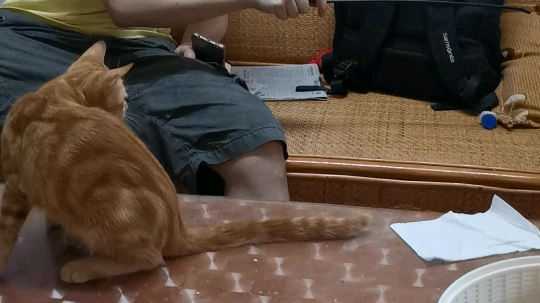 休闲一下—逗猫