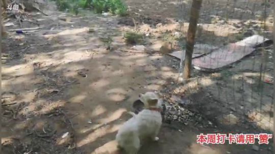 哆啦爱梦梦发布了一个斗鱼视频2019-10-02