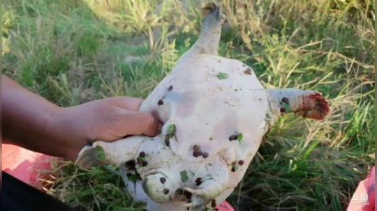 1.5倍亲密度！持续打卡！ 2019-09-28 16点场