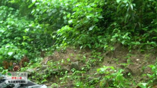 我在斗鱼看野食小哥直播美食