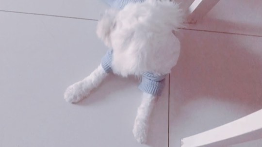 球球你又该去剪毛了[得意]