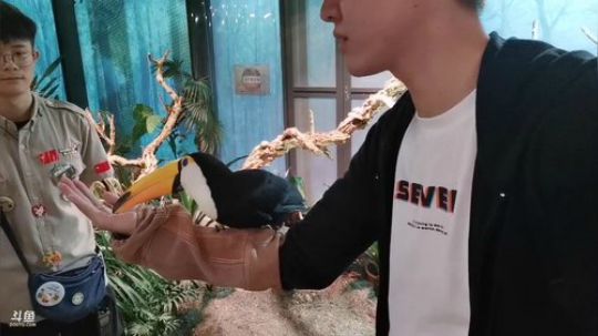 心心恋凡发布了一个斗鱼视频2019-10-05