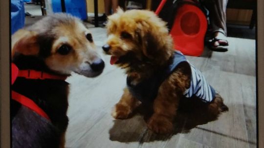 9月28日徐家汇百脑汇大联盟领养宣传活动