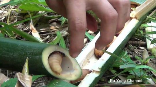 越南柬埔寨小姐姐野外做饭系列11-小姐姐野外吃竹