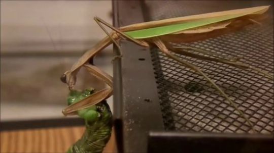 中华大螳螂活吃大青虫，连吃带喝爆浆又下饭