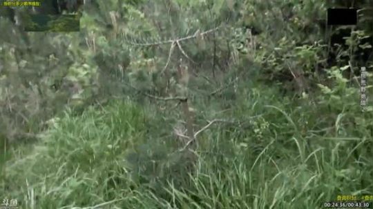 户外遛狗王飞哥发布了一个斗鱼视频2019-10-07