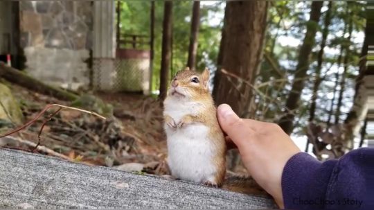近距离接触花栗鼠
