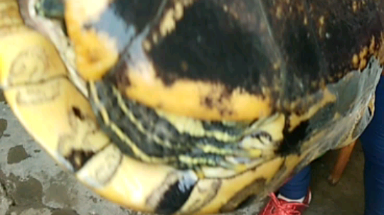 很能吃！干我俩小甲鱼了